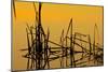 Patterns of Reeds in Lake at Sunset-null-Mounted Photographic Print