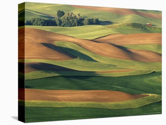 Patterns of Wheat and Fallow from Steptoe Butte, Whitman County, Washington, USA-Julie Eggers-Stretched Canvas