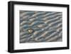 Patterns on the Beach, Great Island Common, New Castle, New Hampshire-Jerry & Marcy Monkman-Framed Photographic Print