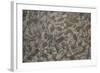 Patterns Within Caithness Stone, Flow Country, Forsinard, Caithness, Highland, Scotland, UK, June-Peter Cairns-Framed Photographic Print