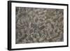 Patterns Within Caithness Stone, Flow Country, Forsinard, Caithness, Highland, Scotland, UK, June-Peter Cairns-Framed Photographic Print