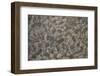 Patterns Within Caithness Stone, Flow Country, Forsinard, Caithness, Highland, Scotland, UK, June-Peter Cairns-Framed Photographic Print