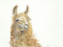 Save the Drama for your Llama-Patti Mann-Stretched Canvas