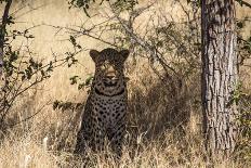 Male Leopard in a Tree-PattrickJS-Photographic Print