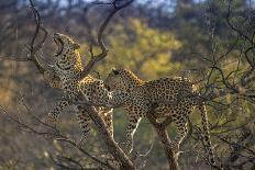 Leopards in Tree-PattrickJS-Stretched Canvas