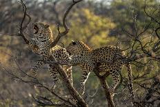 Leopards in Tree-PattrickJS-Stretched Canvas