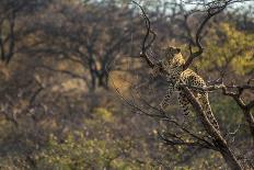 Leopards in Tree-PattrickJS-Stretched Canvas