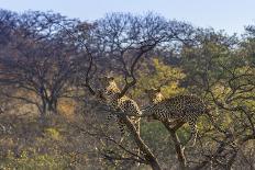 Leopards in Tree-PattrickJS-Photographic Print
