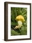 Patty Pan Squash with Flower on the Plant-Eising Studio - Food Photo and Video-Framed Photographic Print