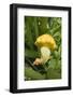 Patty Pan Squash with Flower on the Plant-Eising Studio - Food Photo and Video-Framed Photographic Print