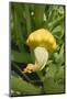 Patty Pan Squash with Flower on the Plant-Eising Studio - Food Photo and Video-Mounted Photographic Print