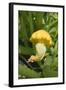 Patty Pan Squash with Flower on the Plant-Eising Studio - Food Photo and Video-Framed Photographic Print