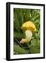 Patty Pan Squash with Flower on the Plant-Eising Studio - Food Photo and Video-Framed Photographic Print