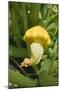 Patty Pan Squash with Flower on the Plant-Eising Studio - Food Photo and Video-Mounted Photographic Print