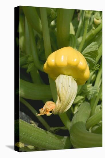 Patty Pan Squash with Flower on the Plant-Eising Studio - Food Photo and Video-Stretched Canvas