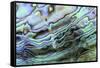 Paua (Haliotis iris) interior layer of shell, close-up of iridescent nacre or mother of pearl-Malcolm Schuyl-Framed Stretched Canvas