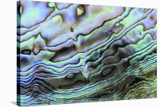 Paua (Haliotis iris) interior layer of shell, close-up of iridescent nacre or mother of pearl-Malcolm Schuyl-Stretched Canvas