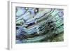 Paua (Haliotis iris) interior layer of shell, close-up of iridescent nacre or mother of pearl-Malcolm Schuyl-Framed Photographic Print