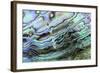 Paua (Haliotis iris) interior layer of shell, close-up of iridescent nacre or mother of pearl-Malcolm Schuyl-Framed Photographic Print