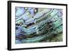 Paua (Haliotis iris) interior layer of shell, close-up of iridescent nacre or mother of pearl-Malcolm Schuyl-Framed Photographic Print