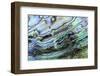 Paua (Haliotis iris) interior layer of shell, close-up of iridescent nacre or mother of pearl-Malcolm Schuyl-Framed Photographic Print