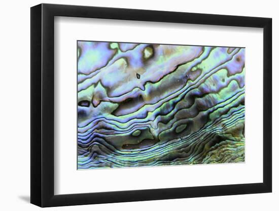 Paua (Haliotis iris) interior layer of shell, close-up of iridescent nacre or mother of pearl-Malcolm Schuyl-Framed Photographic Print