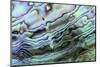 Paua (Haliotis iris) interior layer of shell, close-up of iridescent nacre or mother of pearl-Malcolm Schuyl-Mounted Photographic Print