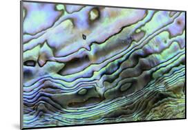 Paua (Haliotis iris) interior layer of shell, close-up of iridescent nacre or mother of pearl-Malcolm Schuyl-Mounted Photographic Print