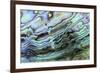 Paua (Haliotis iris) interior layer of shell, close-up of iridescent nacre or mother of pearl-Malcolm Schuyl-Framed Photographic Print