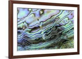 Paua (Haliotis iris) interior layer of shell, close-up of iridescent nacre or mother of pearl-Malcolm Schuyl-Framed Photographic Print