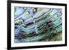 Paua (Haliotis iris) interior layer of shell, close-up of iridescent nacre or mother of pearl-Malcolm Schuyl-Framed Photographic Print