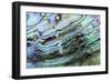 Paua (Haliotis iris) interior layer of shell, close-up of iridescent nacre or mother of pearl-Malcolm Schuyl-Framed Photographic Print