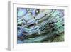 Paua (Haliotis iris) interior layer of shell, close-up of iridescent nacre or mother of pearl-Malcolm Schuyl-Framed Photographic Print