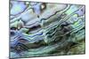 Paua (Haliotis iris) interior layer of shell, close-up of iridescent nacre or mother of pearl-Malcolm Schuyl-Mounted Photographic Print