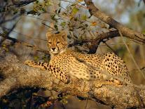 Leopard in Tree, Okavango Delta, Botswana, Africa-Paul Allen-Photographic Print