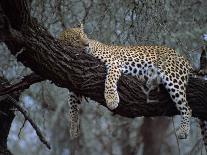 Close-Up of a Single Leopard, Asleep in a Tree, Kruger National Park, South Africa-Paul Allen-Photographic Print