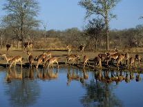 Close-Up of a Single Southern Giraffe Bending Down Drinking, Kruger National Park, South Africa-Paul Allen-Photographic Print