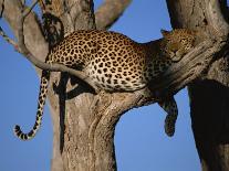 Close-Up of a Single Leopard, Asleep in a Tree, Kruger National Park, South Africa-Paul Allen-Photographic Print
