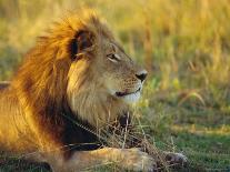 Portrait of a Lion (Panthera Leo), Okavango Delta, Botswana-Paul Allen-Photographic Print