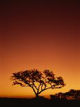 Cheetah in a Tree, Kruger National Park, South Africa, Africa-Paul Allen-Framed Photographic Print