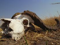 Close-Up of the Head of a Warthog, in a Burrow, Okavango Delta, Botswana-Paul Allen-Photographic Print