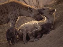 Spotted Hyenas, Kruger National Park, South Africa, Africa-Paul Allen-Photographic Print