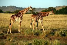 Giraffe Standing in the Grasslands of the Masai Mara Reserve (Kenya)-Paul Banton-Photographic Print