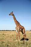 Giraffe Drinking in the Grasslands of the Masai Mara Reserve (Kenya)-Paul Banton-Photographic Print