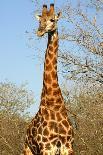 Giraffe Drinking in the Grasslands of the Masai Mara Reserve (Kenya)-Paul Banton-Photographic Print