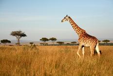 Giraffe Walking through the Grasslands (Masai Mara; Kenya)-Paul Banton-Stretched Canvas