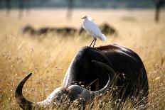 Topi Standing in the Grasslands of the Masai Mara Reserve (Kenya)-Paul Banton-Photographic Print