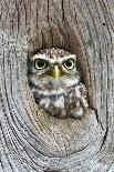 Head Shot of Little Owl Looking Through Knot Hole. Taken at Barn Owl Centre of Gloucestershire-Paul Bradley-Mounted Photographic Print