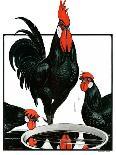 Roosting Rooster & Hens-Paul Bransom-Giclee Print