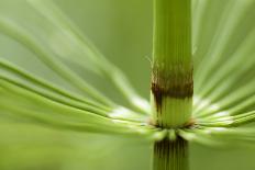 Horsetail, Stanley Park, British Columbia-Paul Colangelo-Photographic Print